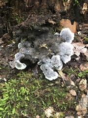 Thelephora cuticularis