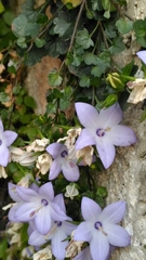 Campanula fragilis fragilis