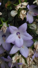 Campanula fragilis fragilis
