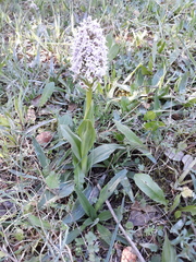 Neotinea conica