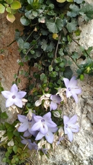 Campanula fragilis fragilis