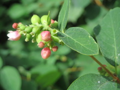 Symphoricarpos albus