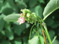 Symphoricarpos albus