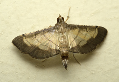 Spilomelini