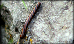 Acanthoiulus cassinensis