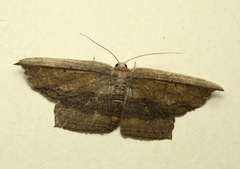 Phalacra