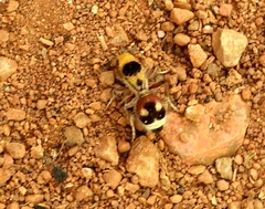 Dasymutilla sicheliana