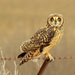 Short-eared Owl - Photo (c) Hugo, some rights reserved (CC BY-NC)