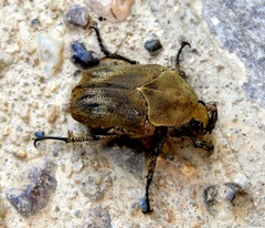 Hologymnetis margaritis