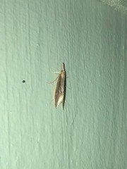 Donacaula aquilellus