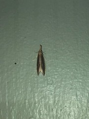 Donacaula aquilellus