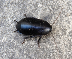 Nyctibora tetrasticta