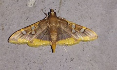 Prophantis adusta