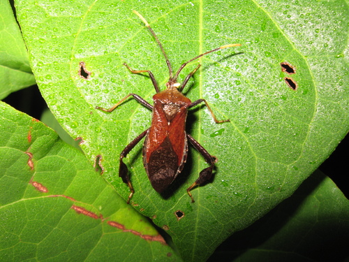 Acanthocephala terminalis photo 6