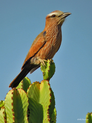 Coracias naevius