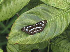 Phaedyma columella singa