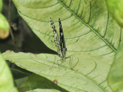 Papilio demoleus malayanus