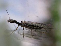 Raphidia euxina