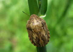 Eurygaster integriceps