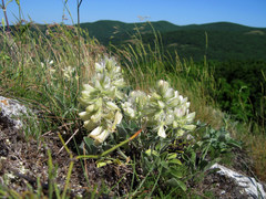 Hedysarum candidum