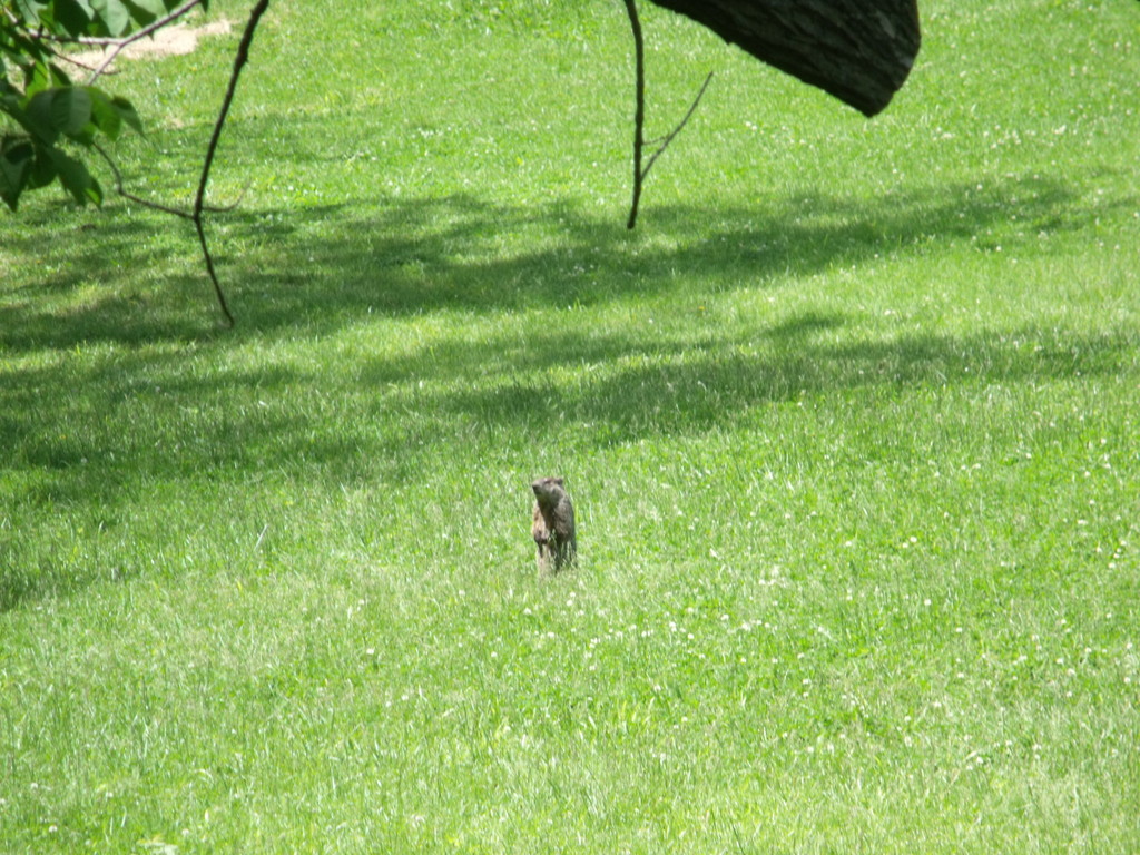 Groundhog from Kansas City, Mo on May 20, 2014 by Jeri Tooley · iNaturalist