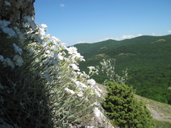 Cerastium biebersteinii