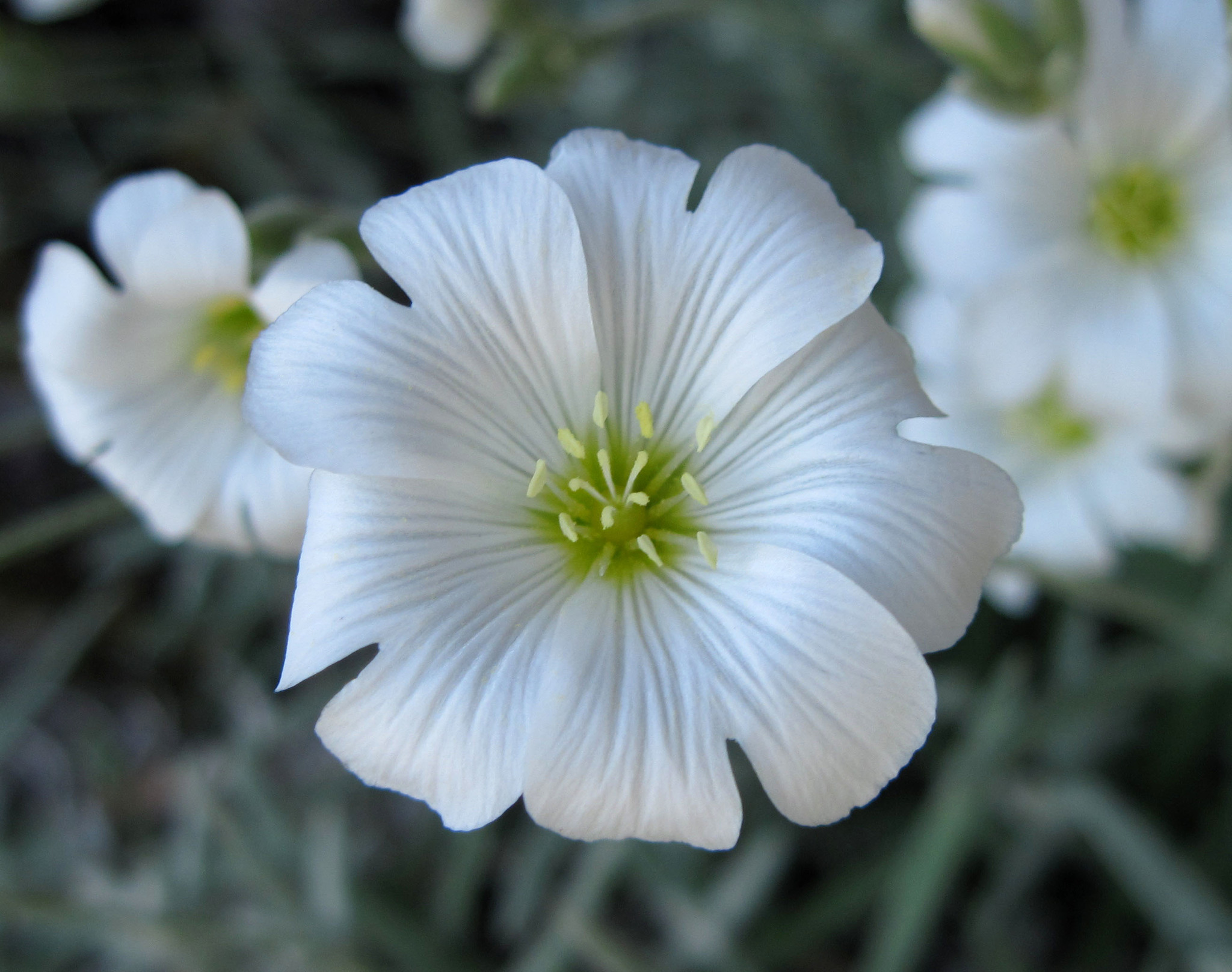 Cerastium biebersteinii