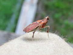 Galasa nigrinodis