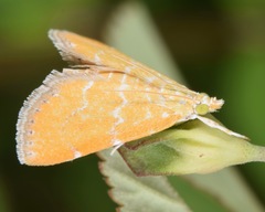 Glaphyria glaphyralis