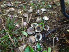 Pecten novaezelandiae