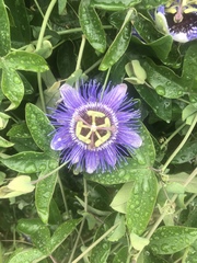 Passiflora amethystina