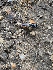 Crossocerus