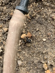 Crossocerus