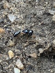 Crossocerus