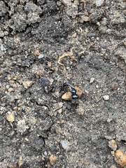 Crossocerus
