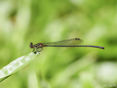 Prodasineura verticalis