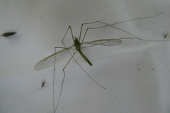 Leptotarsus virescens