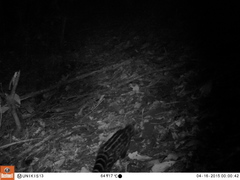 Civettictis civetta australis