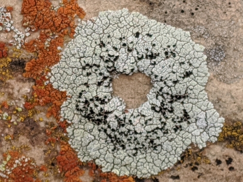 Varying Rim Lichen