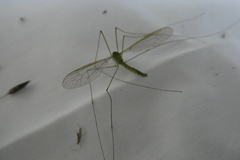 Leptotarsus virescens