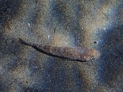 Gobius geniporus