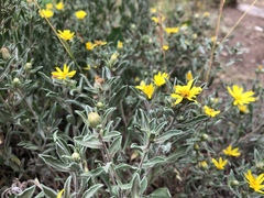 Heterotheca pumila