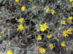 Heterotheca pumila