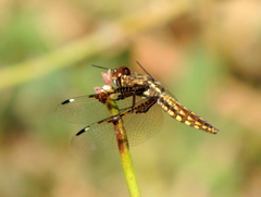 Palpopleura vestita