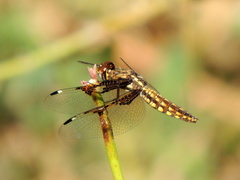 Palpopleura vestita