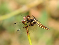 Palpopleura vestita