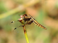 Palpopleura vestita