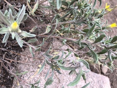 Heterotheca pumila