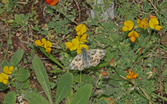 Muschampia orientalis