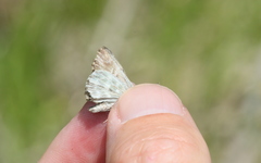 Muschampia orientalis